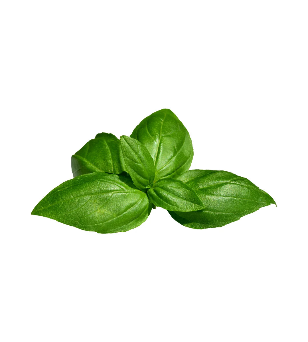 Sweet Basil Essential Oil