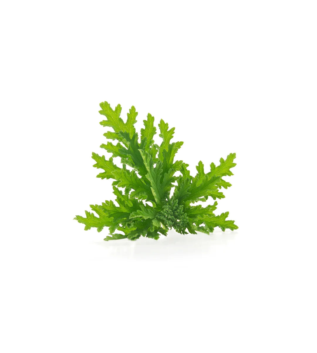 Citronella Essential Oil