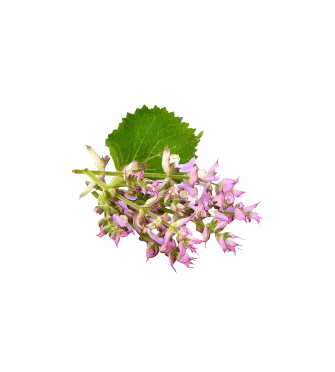 Clary Sage Essential Oil