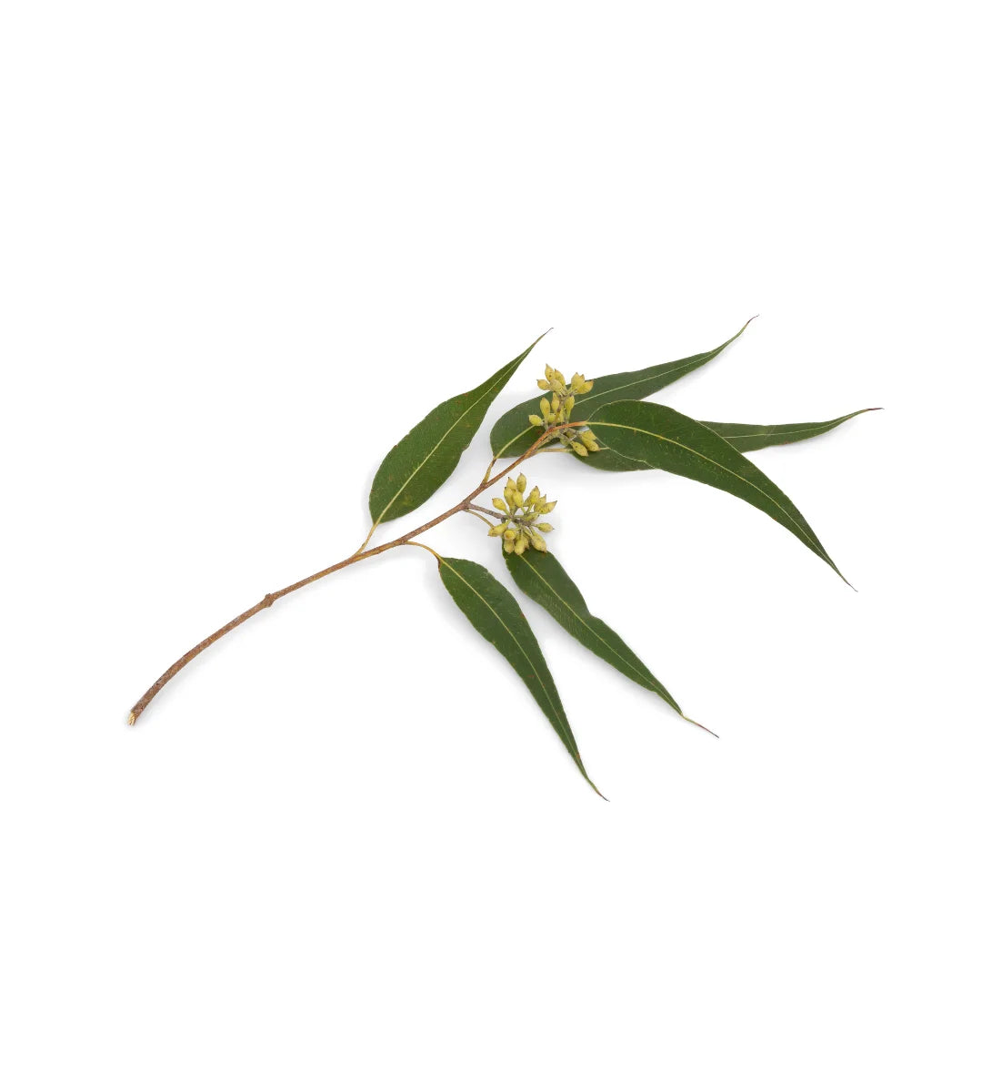 Eucalyptus Essential Oil