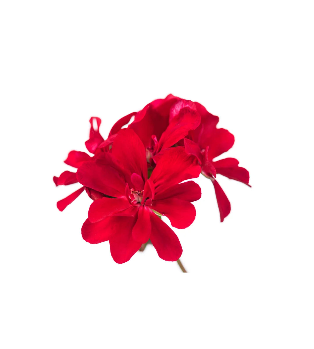 Geranium Essential Oil