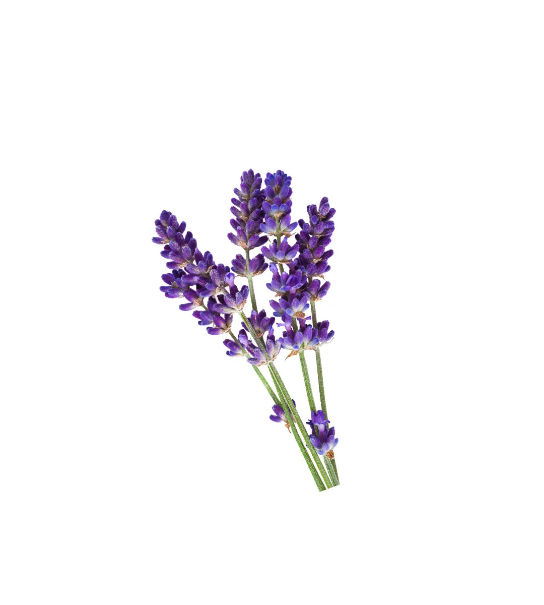 Lavender Essential Oil