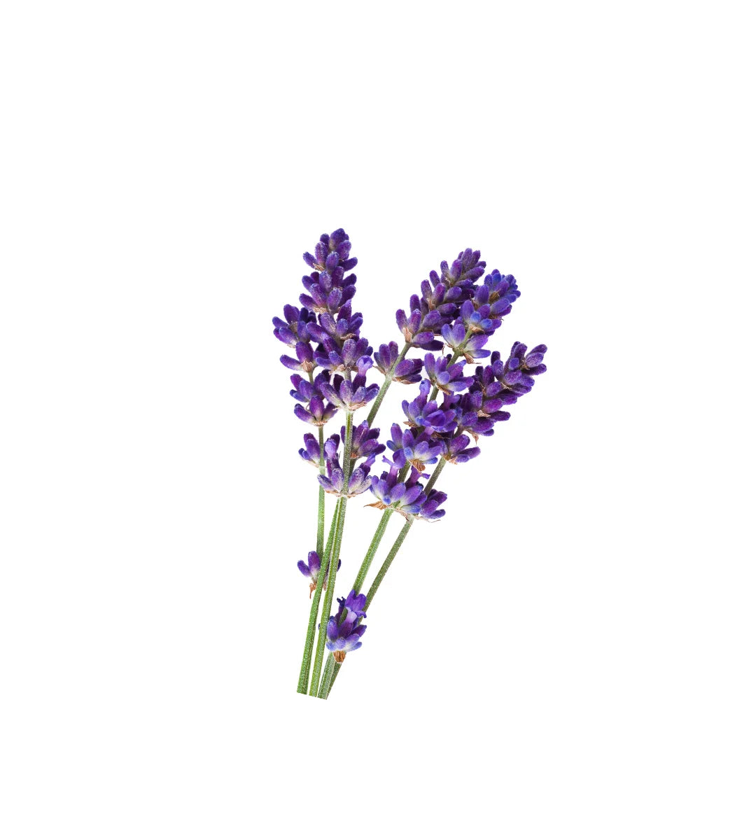 Lavender Fragrance Oil