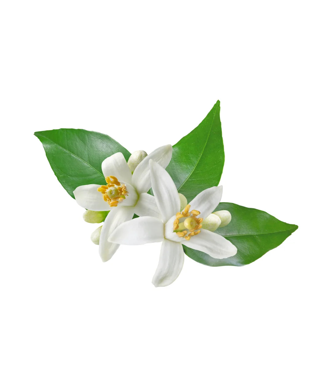 Neroli Fragrance Oil