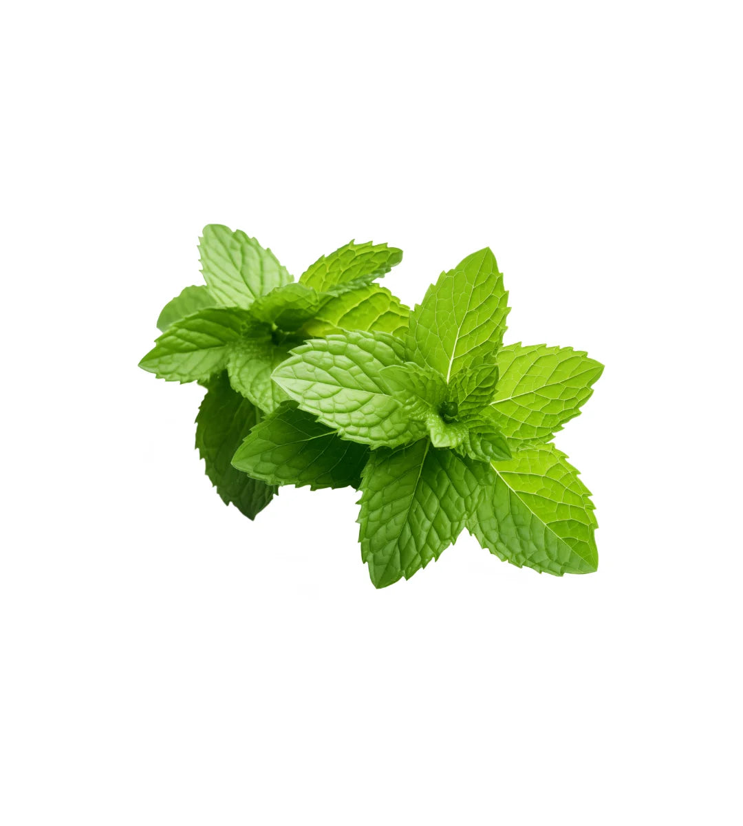 Peppermint Essential Oil