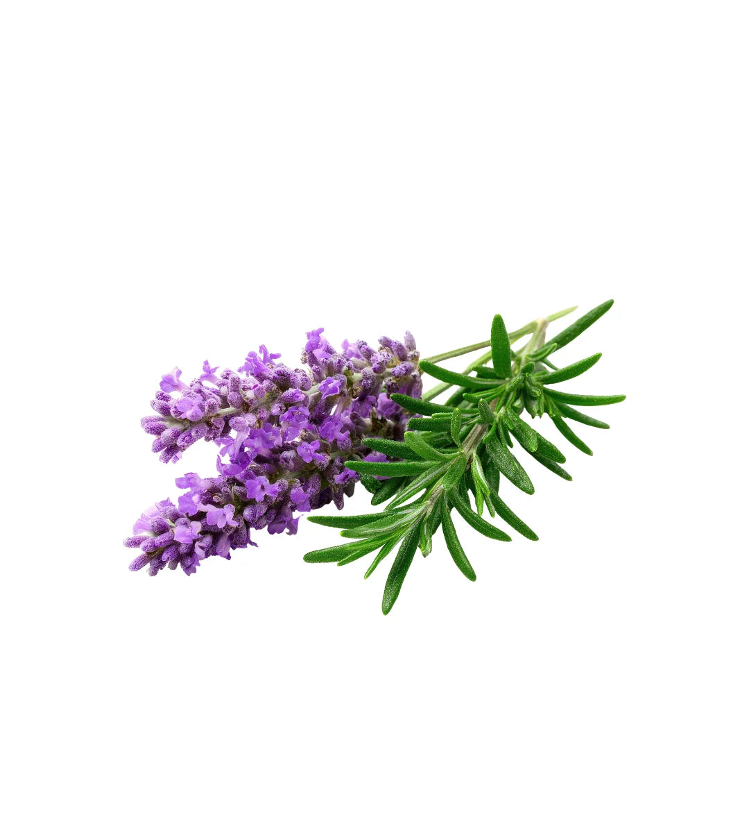 Rosemary Essential Oil