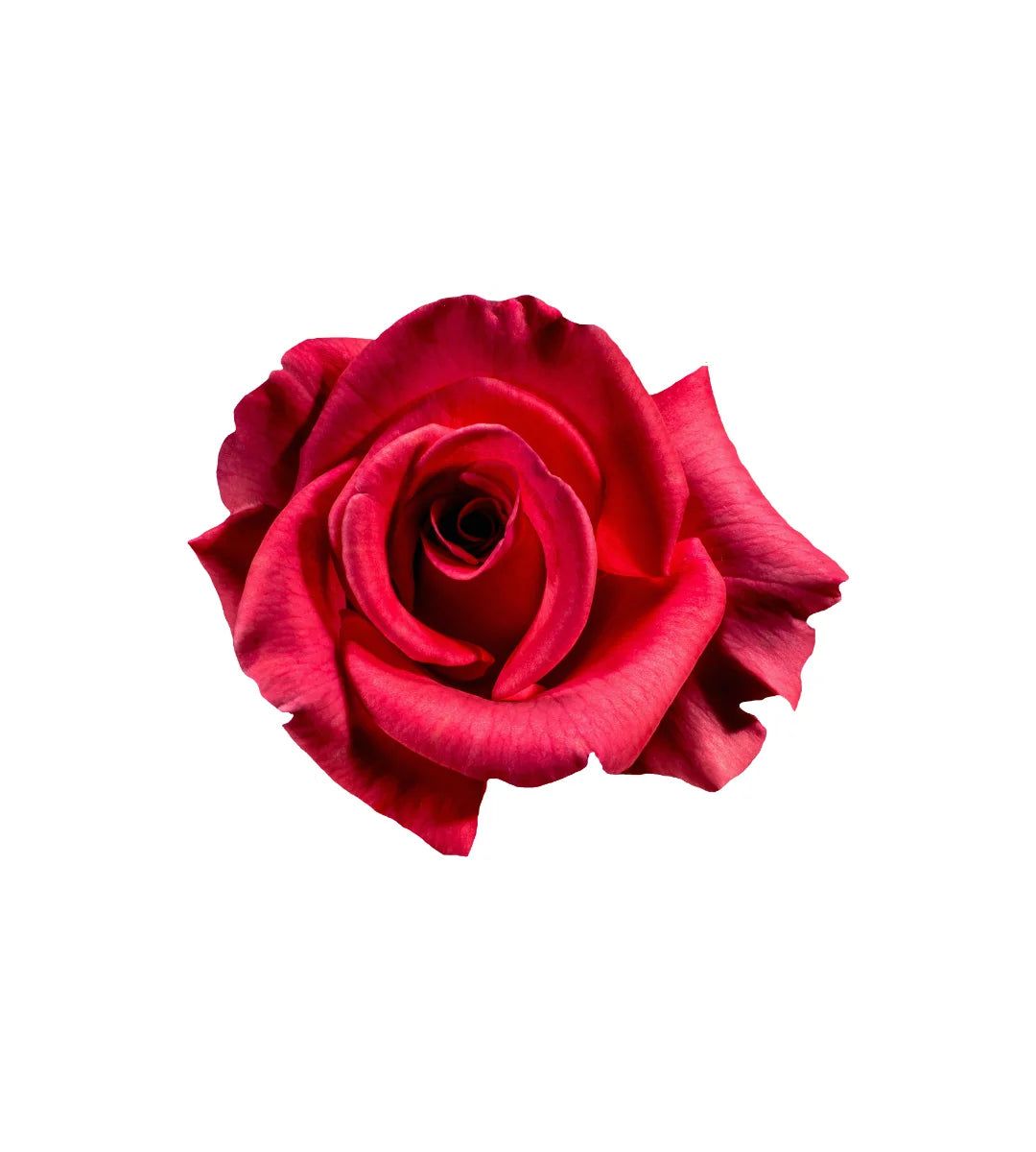 Royal Rose Fragrance Oil
