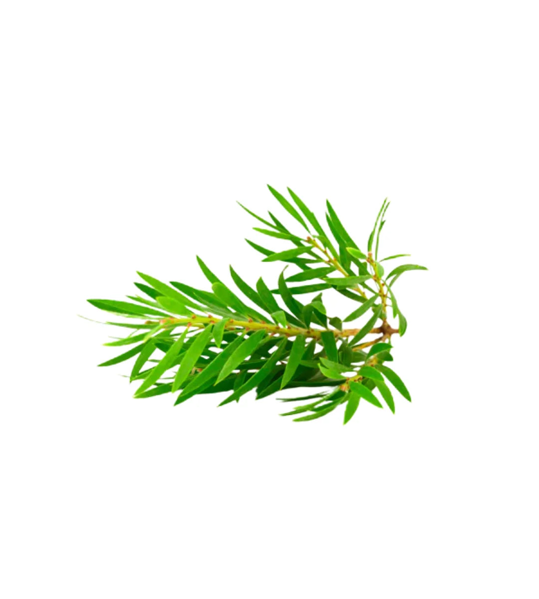 Tea Tree Essential Oil