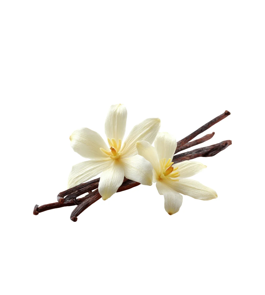Vanilla Fragrance Oil