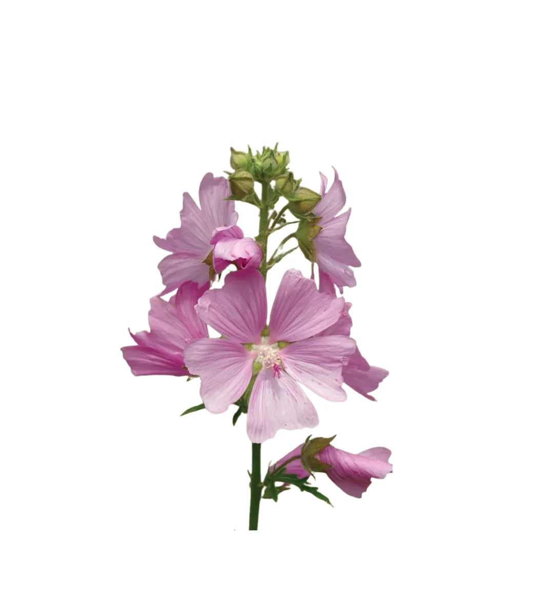 Wild Musk Fragrance Oil