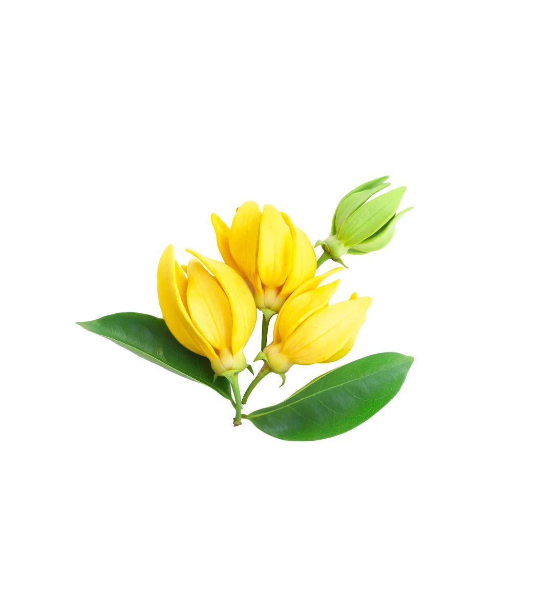 Ylang Ylang Essential Oil