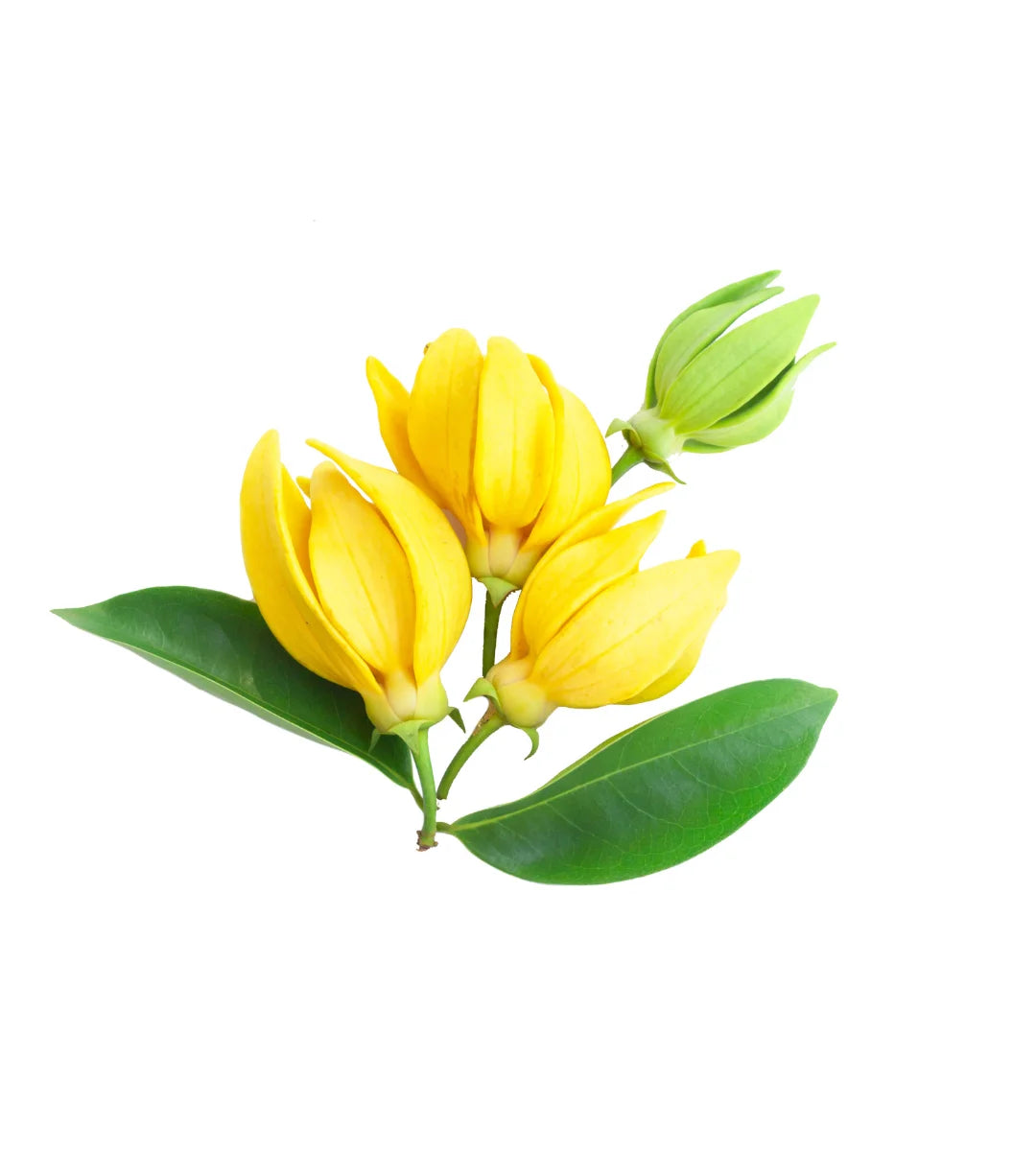 Ylang Ylang Fragrance Oil